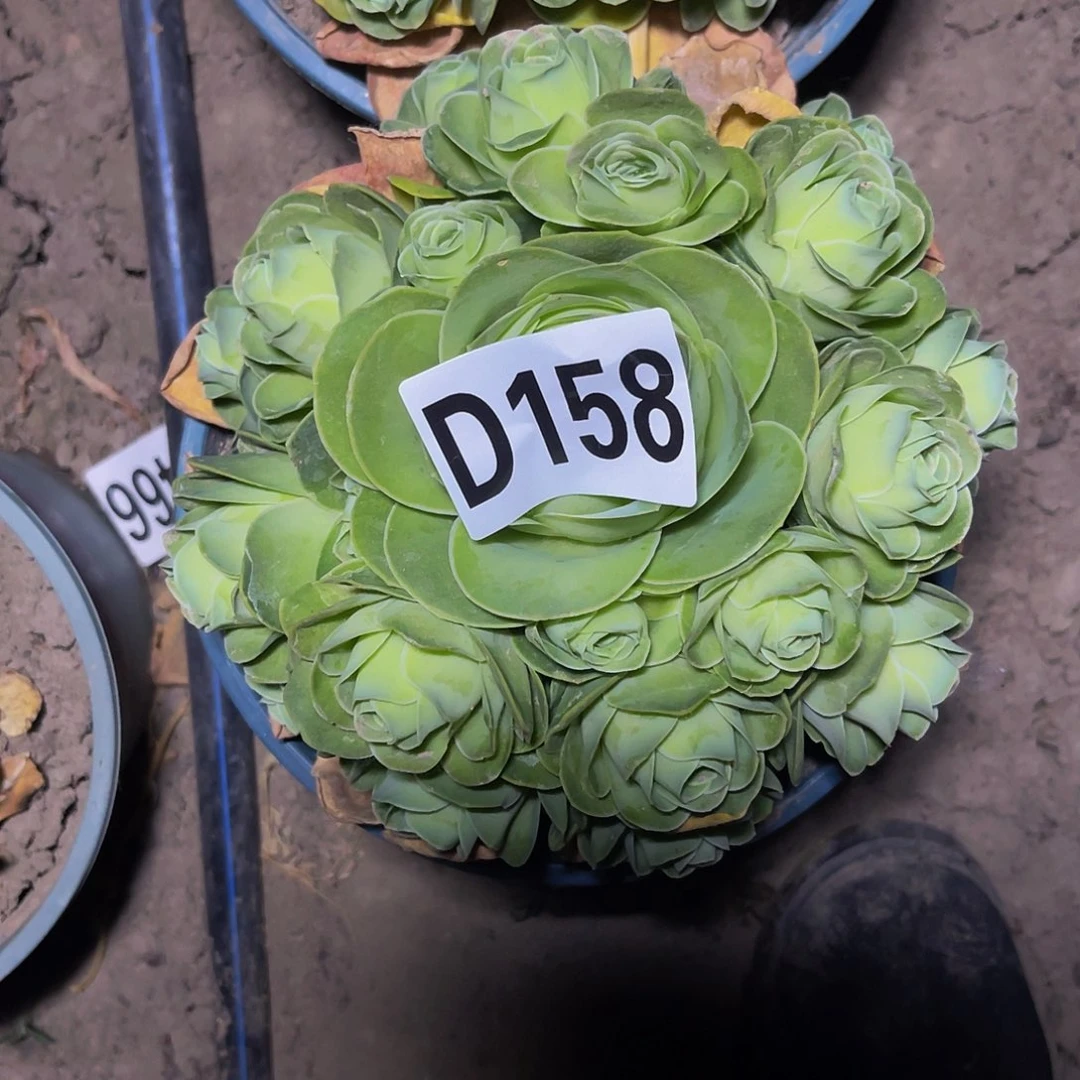 玫瑰玫瑰28–4包邮