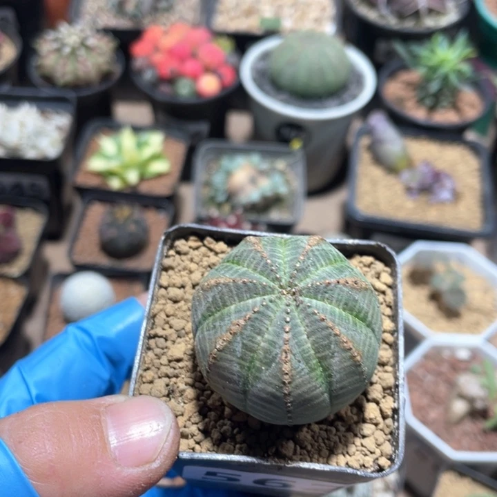 562拉链绣纹布纹球