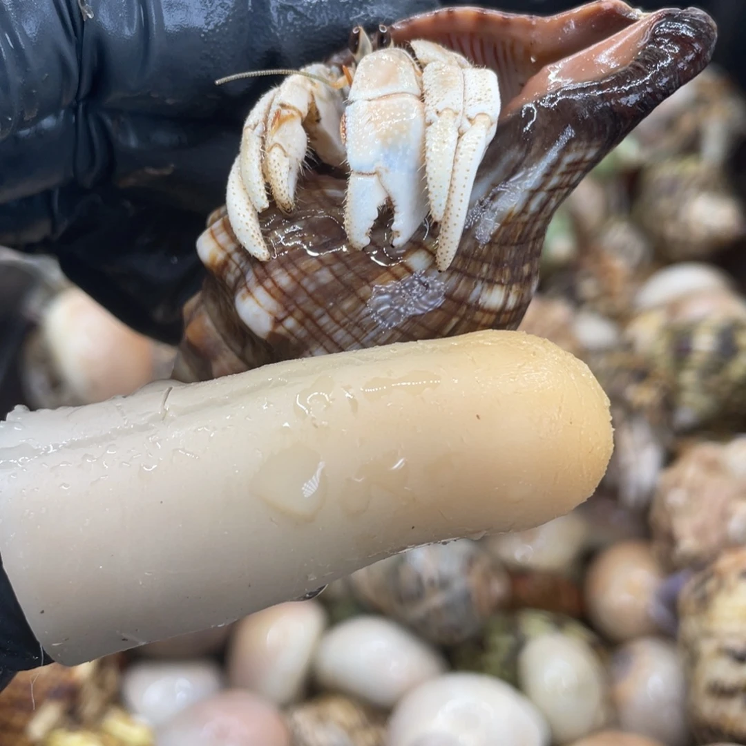 不退不换活体宠物65