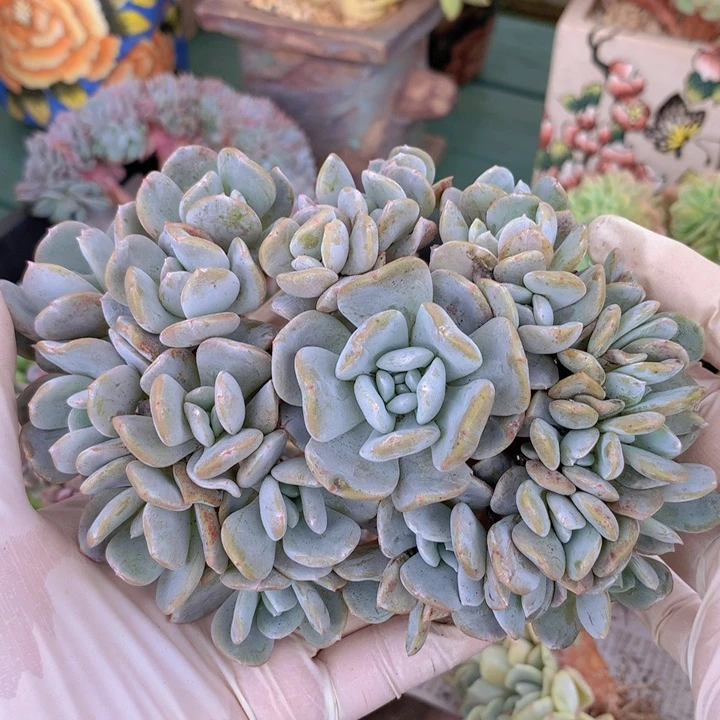 正***猫雪特朵朵无砍老庄