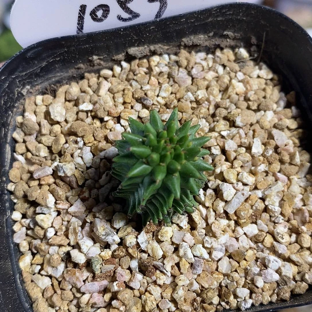 1053号实生海胆大戟2cm