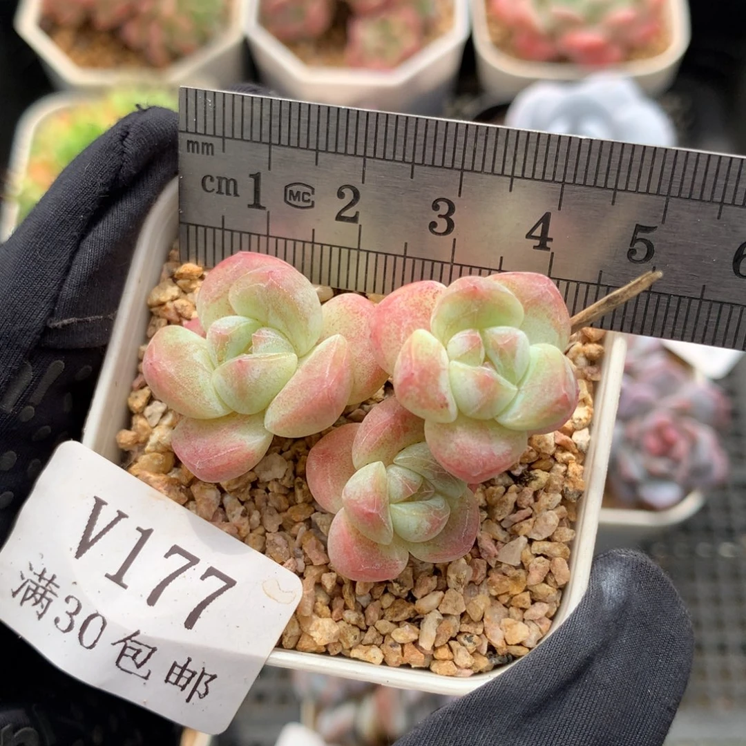177。糖心冰玉。小鼻嘎。