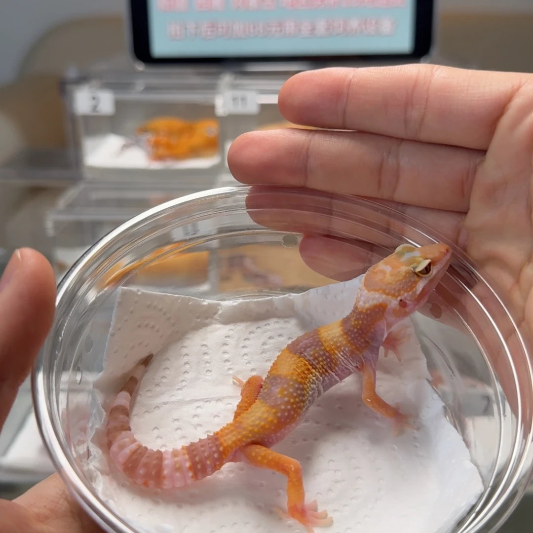 豹纹守宫蜡笔川普母温