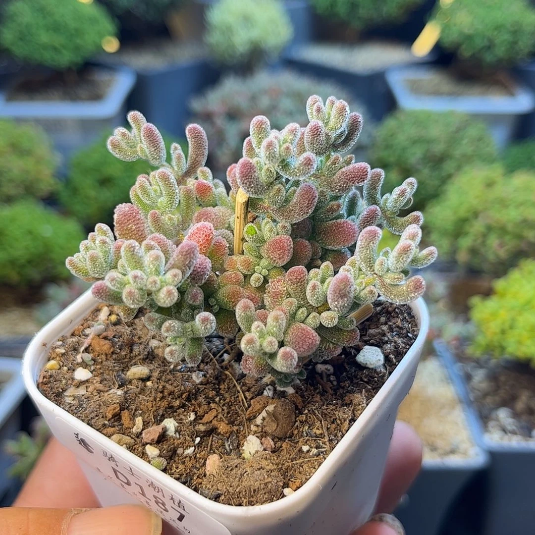 187优选冰晶枝干番杏