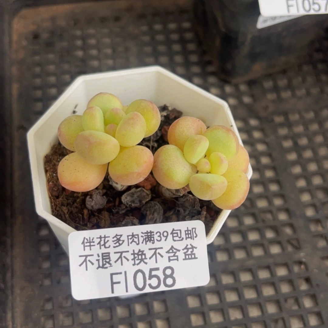 058-萤火虫多肉4cm