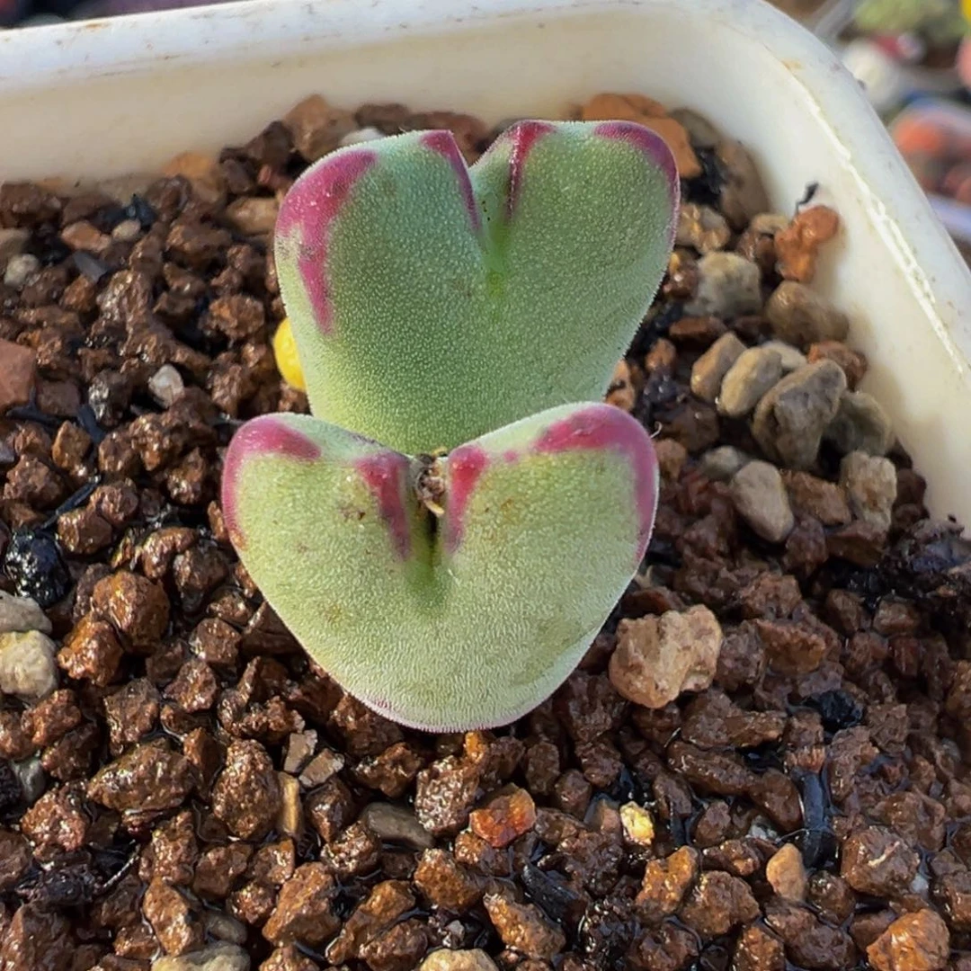 225多肉植物种类多样