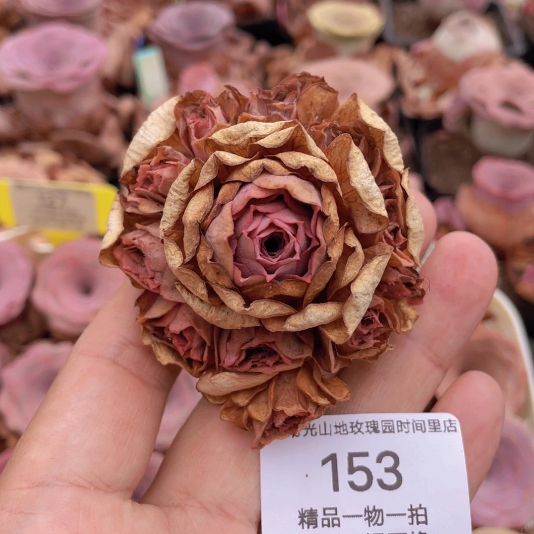 周正捧花群153一物一拍