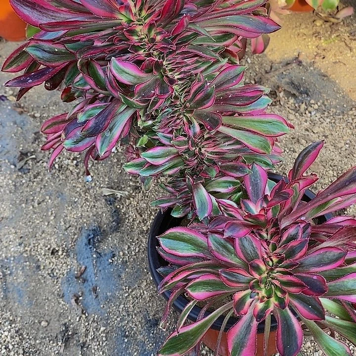 多肉香奈儿缀921多肉