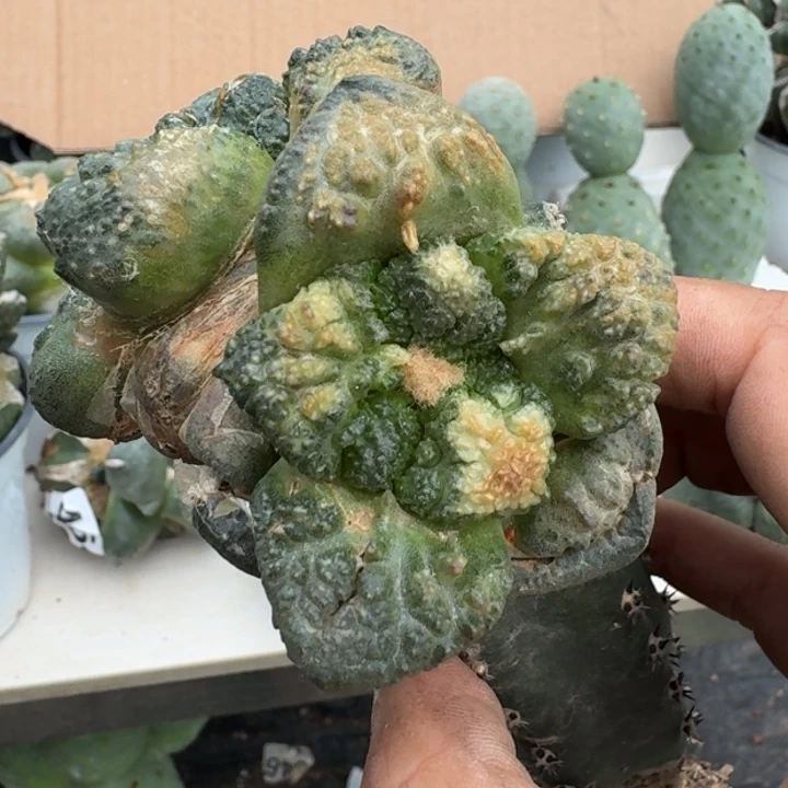 【闪购商品】无花朵清货哥连551