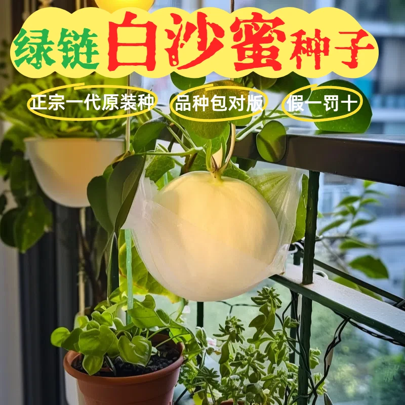 【‌白沙蜜种子】正宗冰糖薄皮早熟高产易种阳台种籽室内水果盆栽