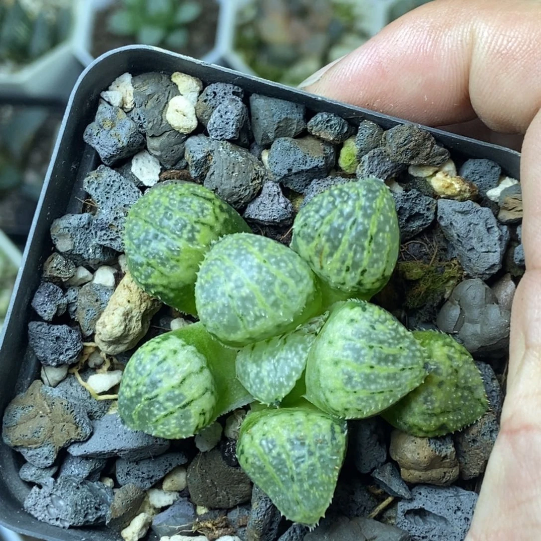 冠军寿一物一拍的