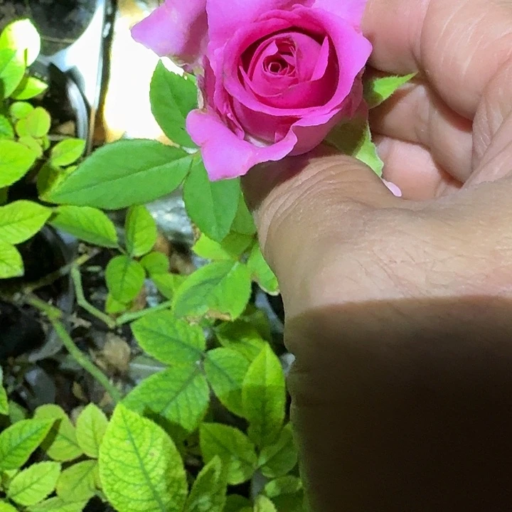 无花朵上海夫人小苗