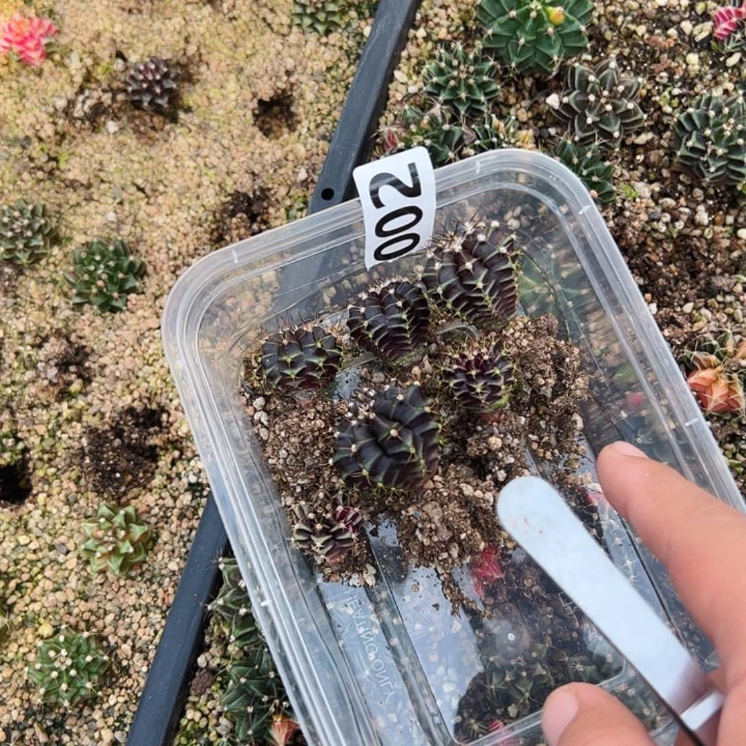 当前无花栽培后可以开花002