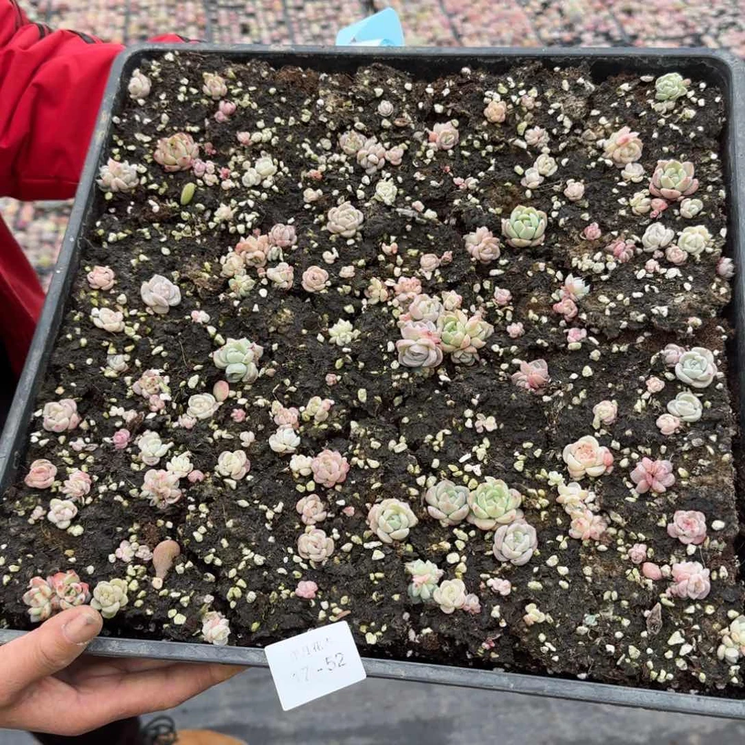 多肉杂交一物一拍17-52不带盘