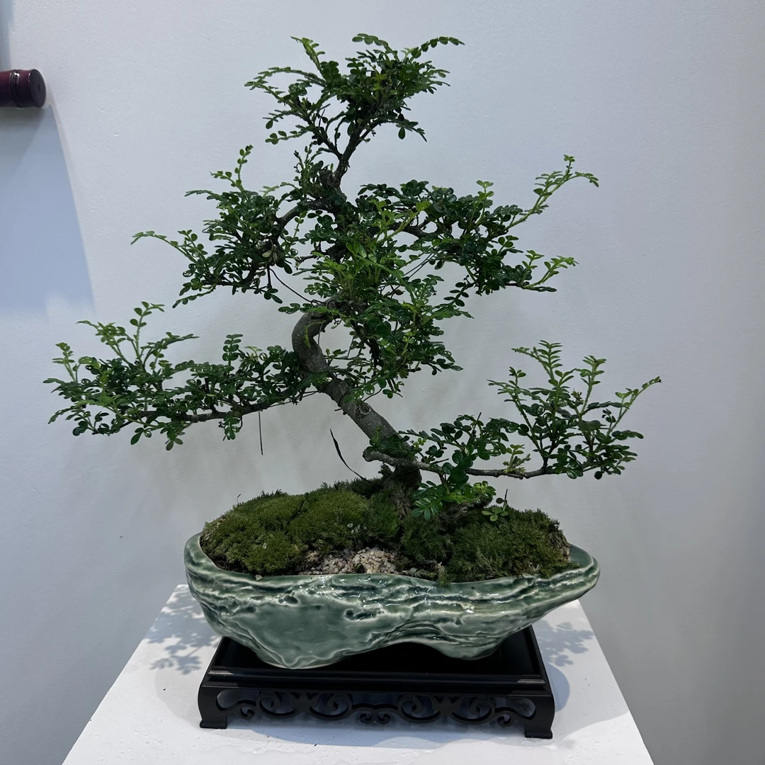 清香木造型胡椒木盆栽植物室内中式书房茶室办公装饰绿植盆景礼物