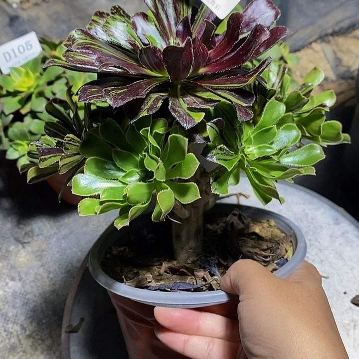 029水墨丹青多肉法师锦