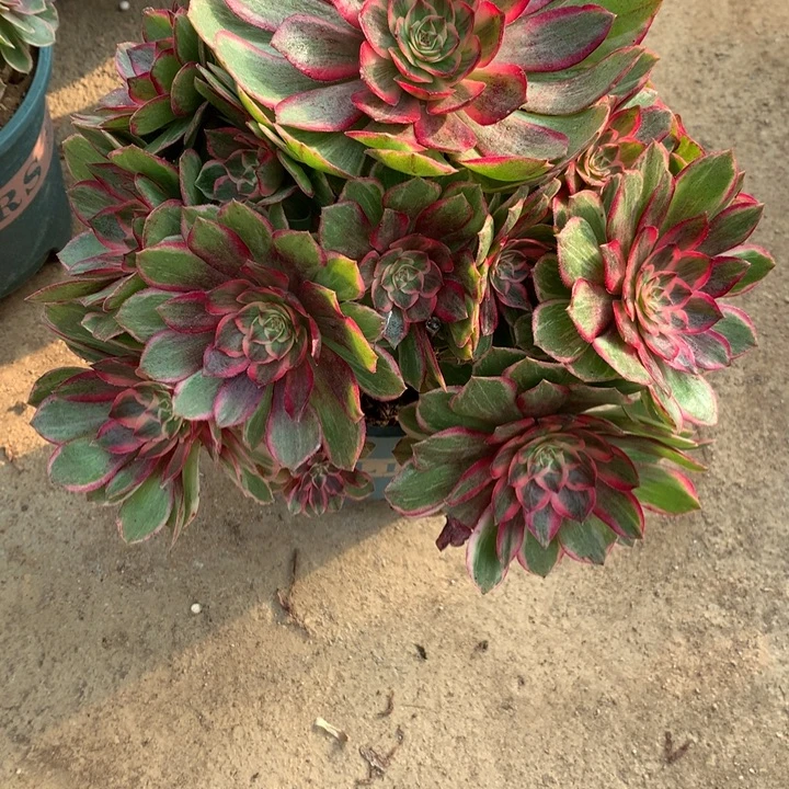 1022莲花座多肉植物特价