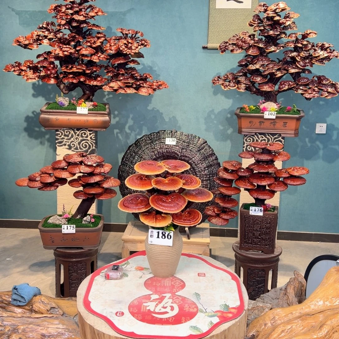 无花朵868888888888