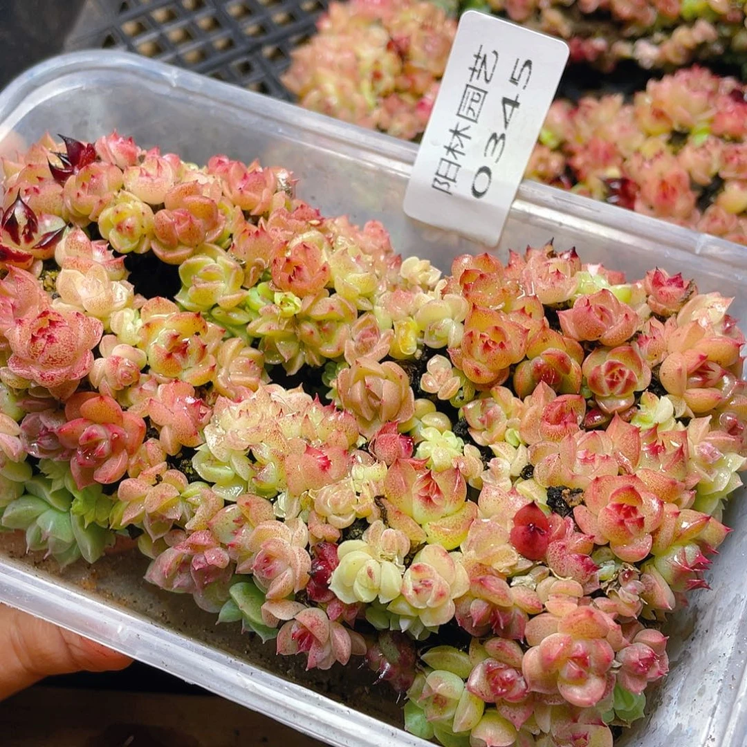 多肉植物多肉植物345