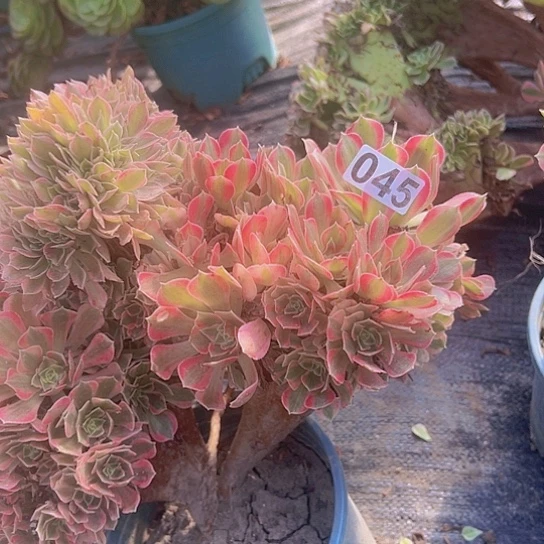 水***方多肉植物一个女神