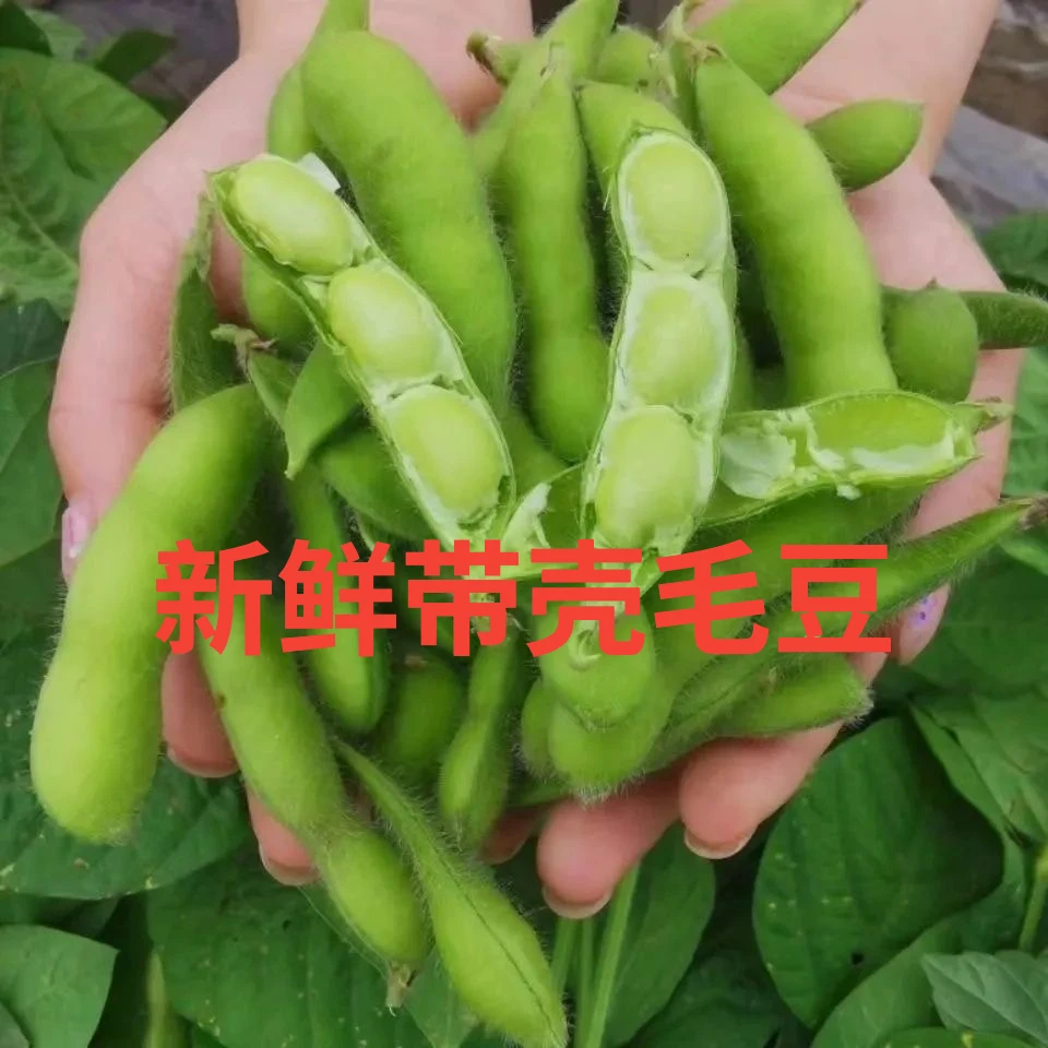 新鲜安徽现摘毛豆带壳当季青豆农家豆荚鲜嫩豆角自种批发露天蔬菜