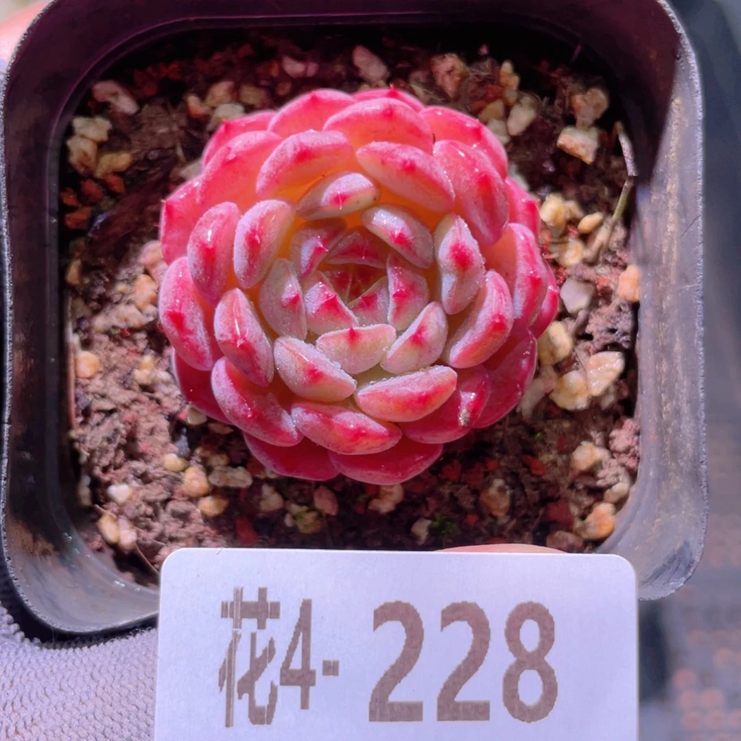 花利美4-228哈尼