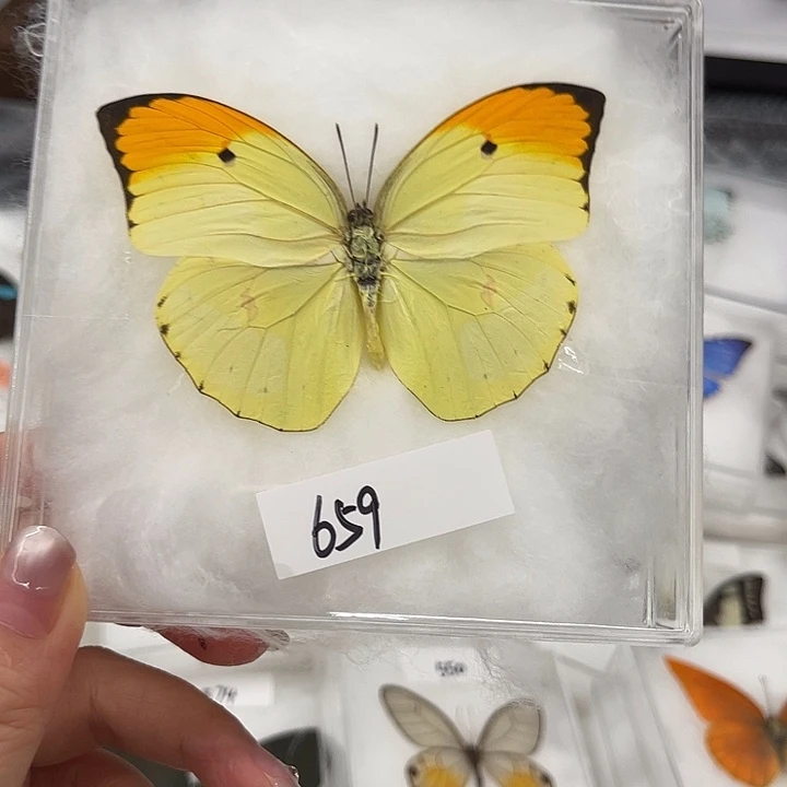 I***s659号金顶大粉蝶压棉