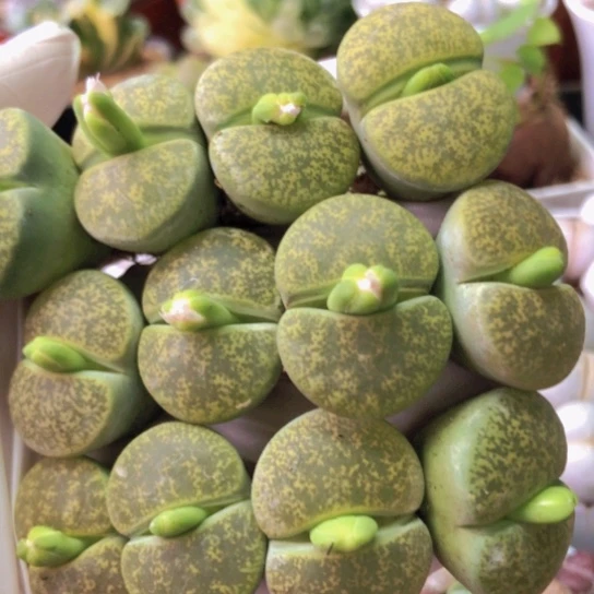 2794，老皮老疤2.5-2.8厘米12棵