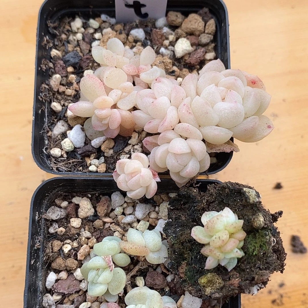 响当当啊这不是要干吗