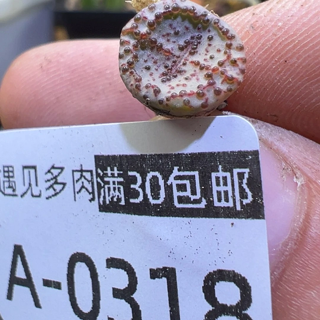 多肉植物111111111111111