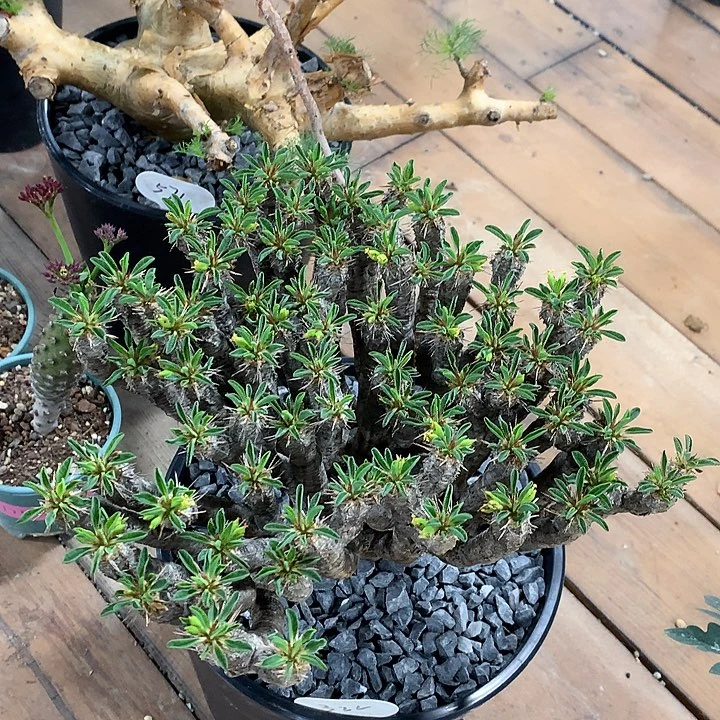 322大鬼切阁哈哈哈哈哈哈