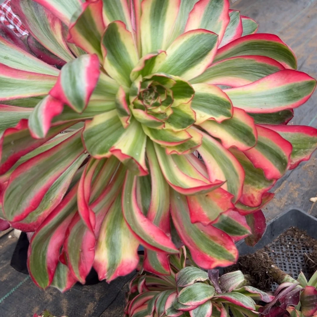 65爱丽丝原始种多肉00