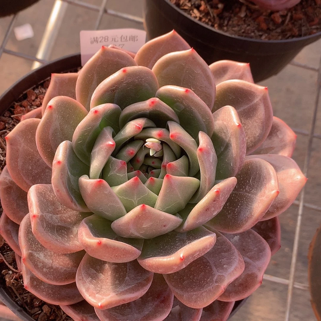 【闪购商品】云727号山茶花16厘米