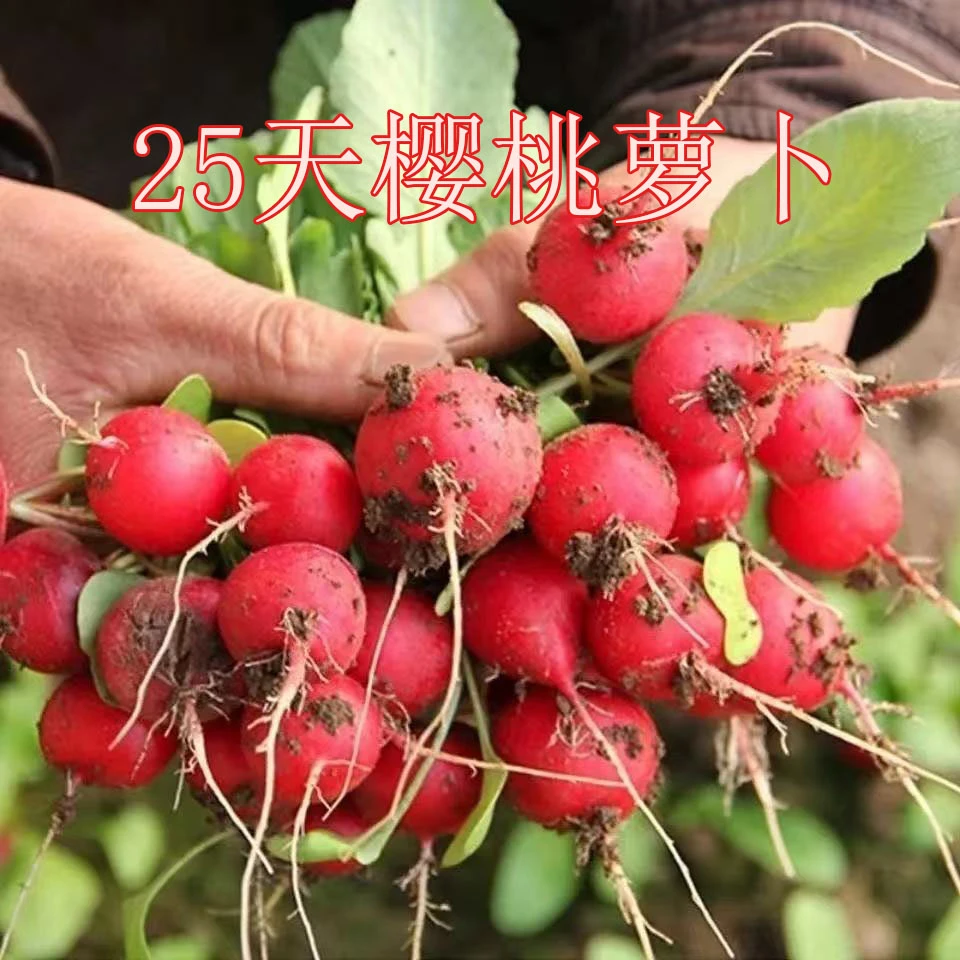 樱桃萝卜种子早熟红皮小丁萝卜胭脂小萝卜阳台盆栽四季蔬菜种子