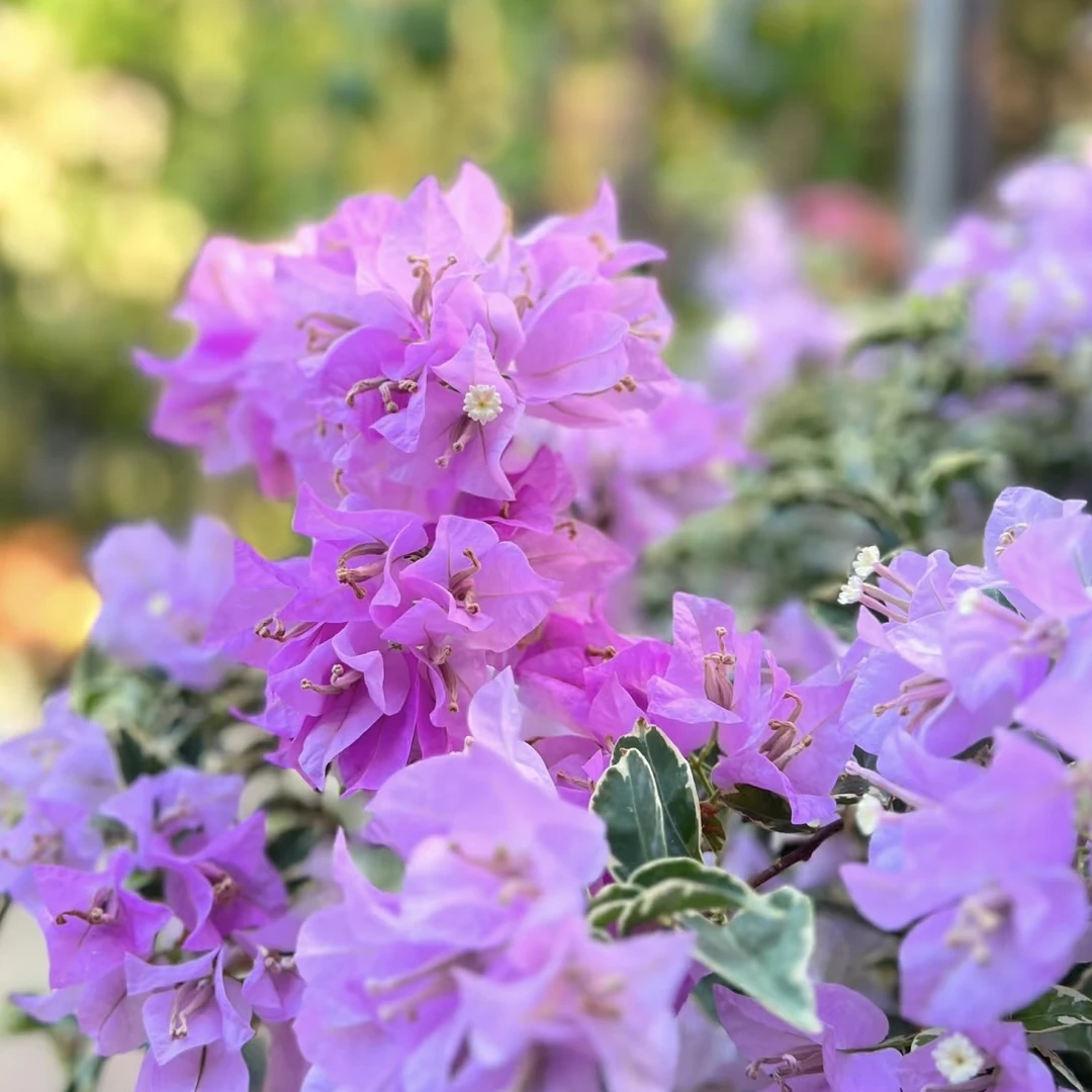 银边水仙紫四季勤花三角梅阳台庭院爬藤盆栽