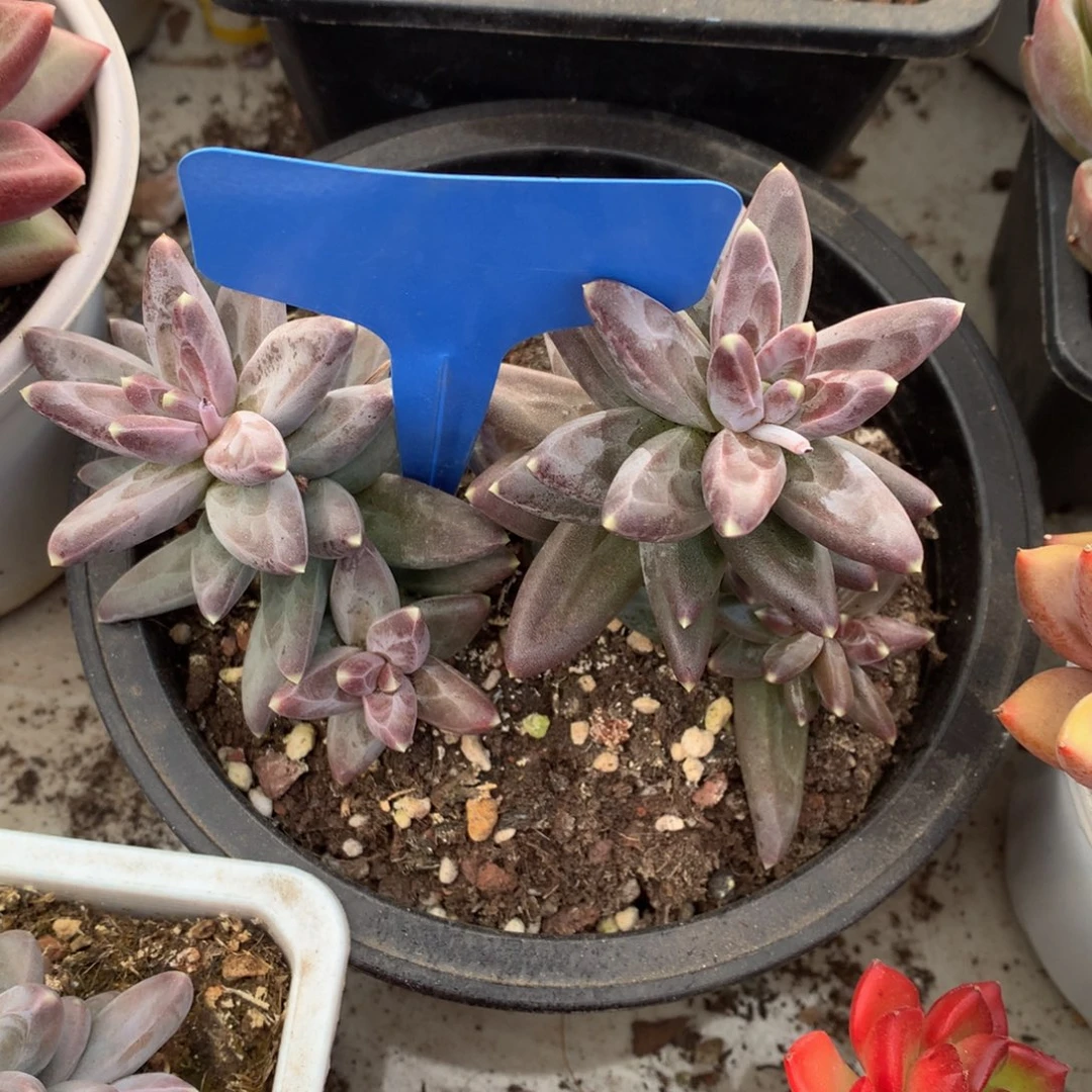 风与626267227737227