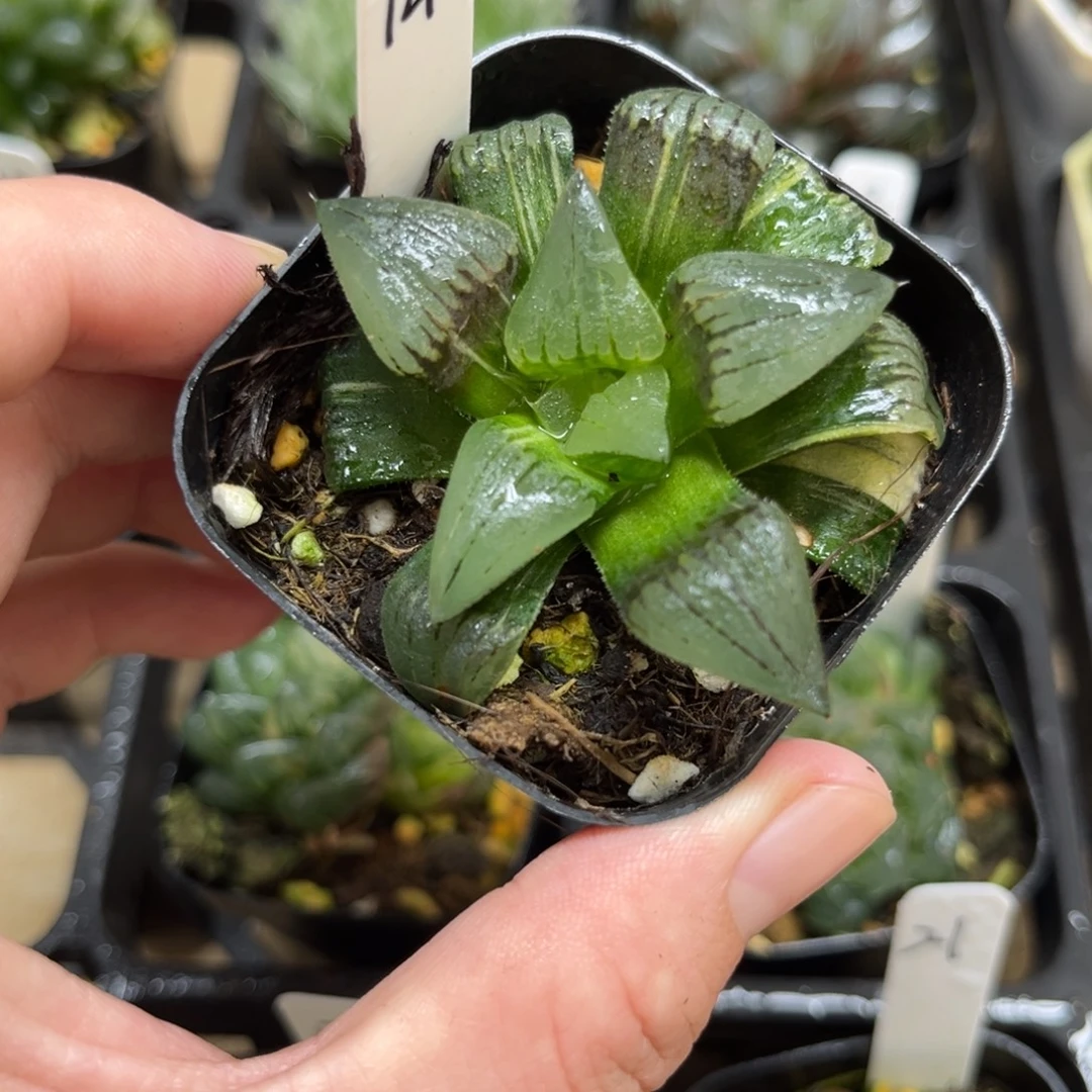 14红纹寿锦一物一拍