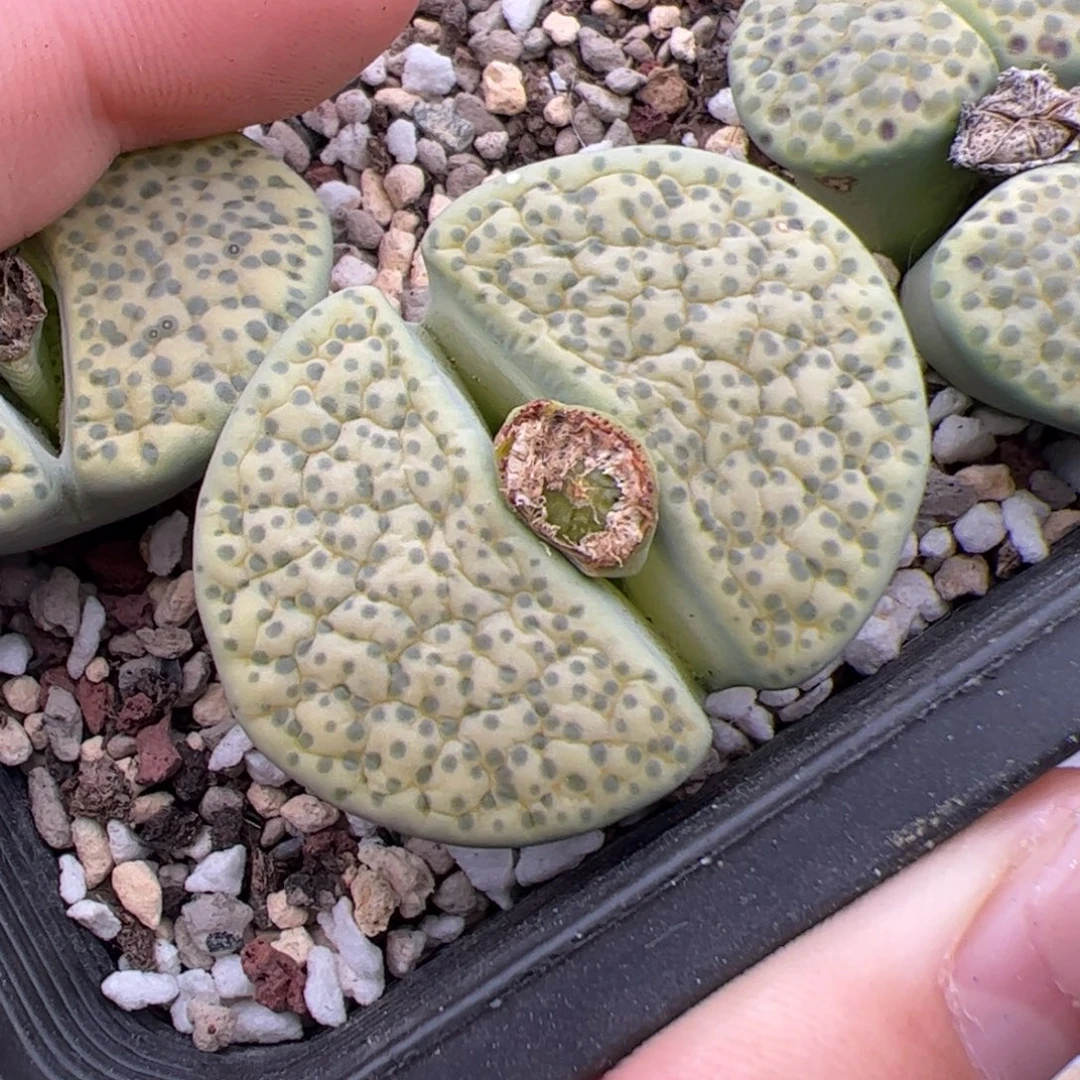 0444号微文 多肉植物