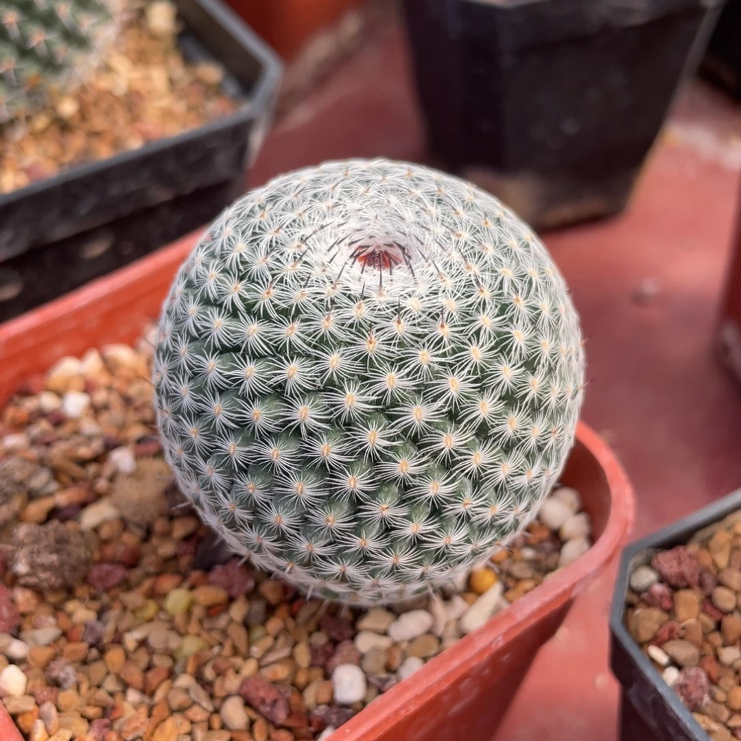 鹿角柱实生仙人球云裳丸