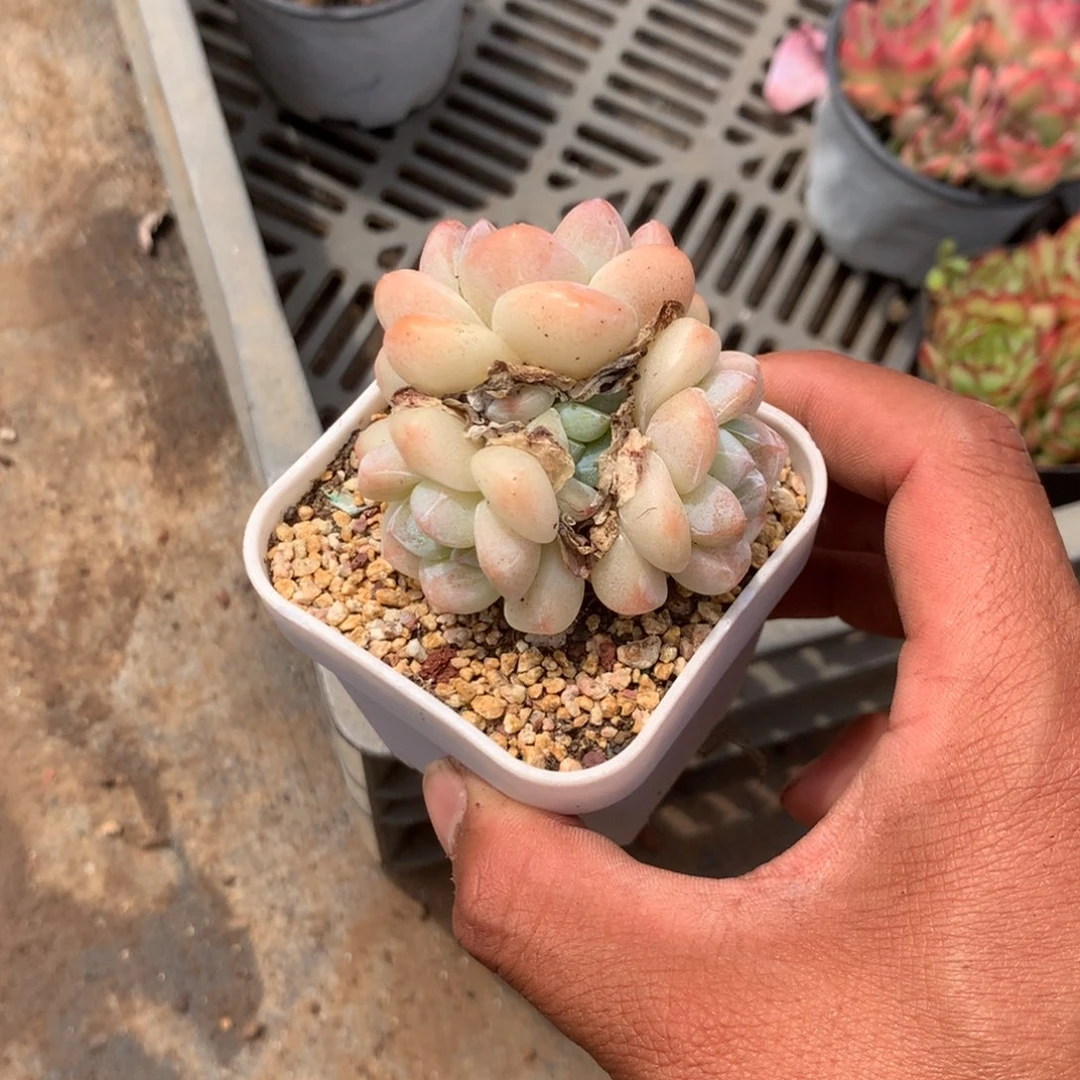 那好你去哪找嘛就说
