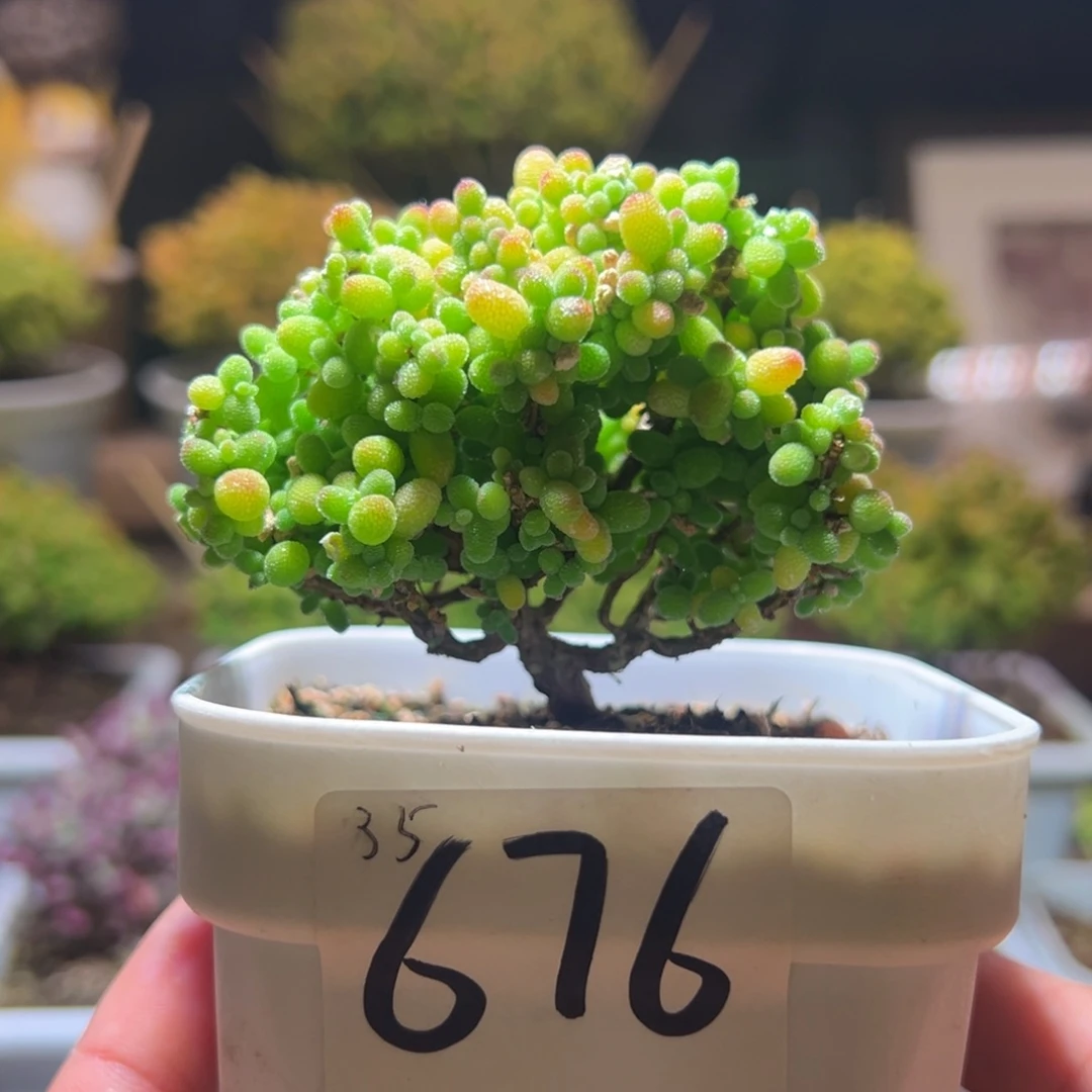 676金桔一物一拍包开箱