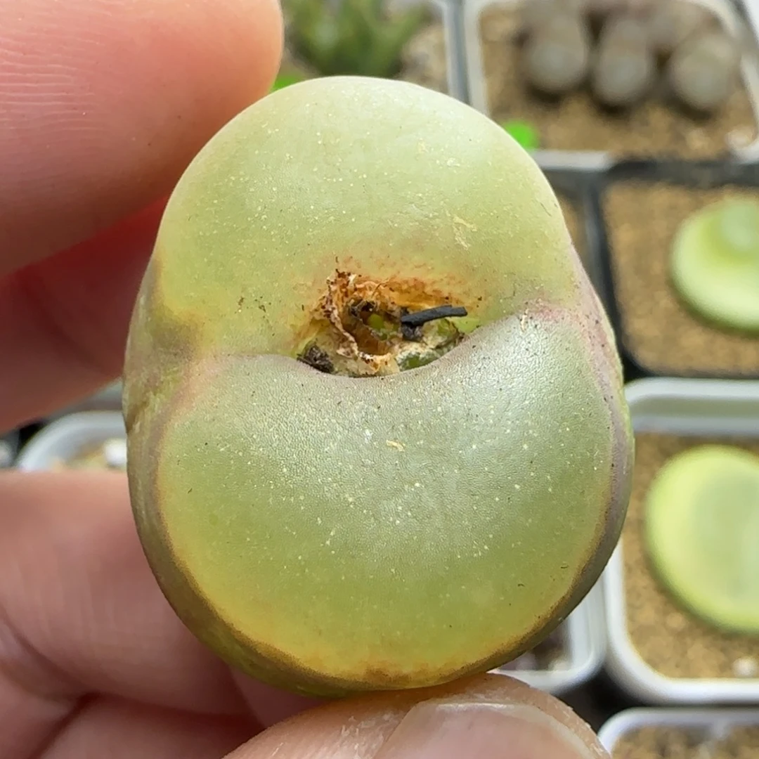 透窗漂亮多肉植物423