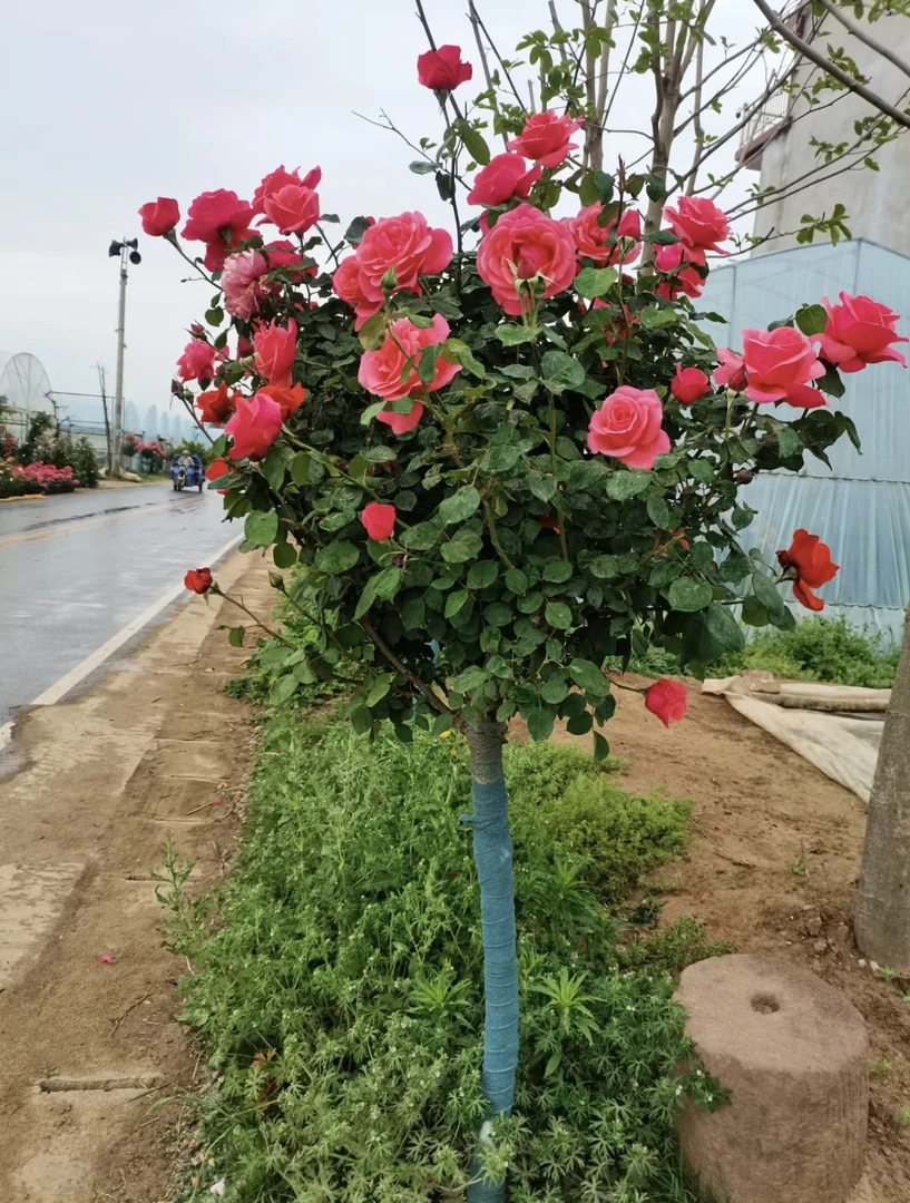 四公分树桩月季双色嫁接大花浓香