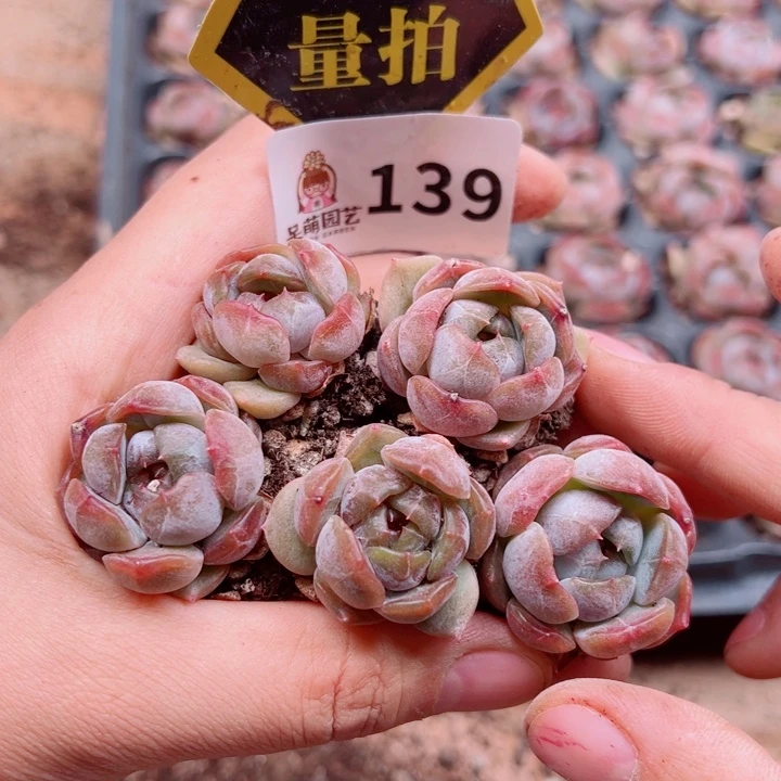 多肉植物多肉植物