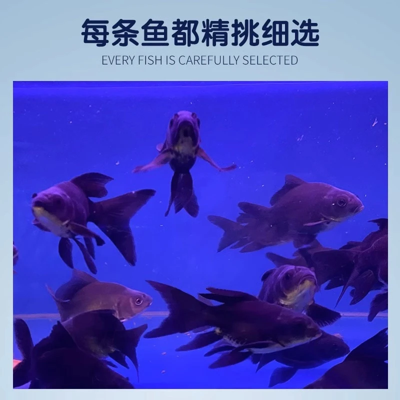 台湾黑彗星冷水鱼淡水鱼黑色饲养蝴蝶鲤活体水族养殖