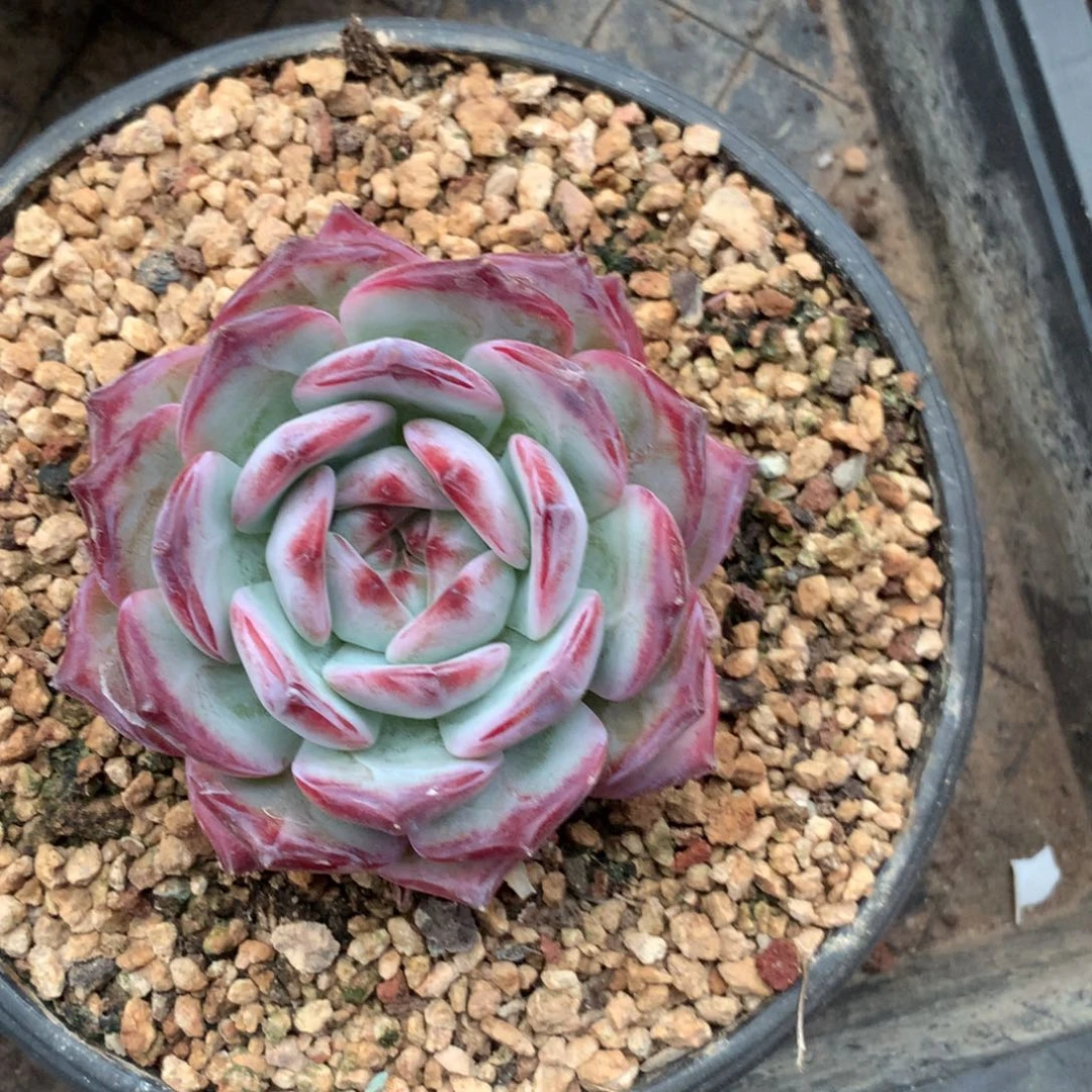 多肉植物 一物一拍