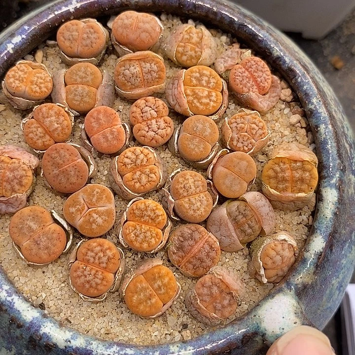 小拿铁一颗