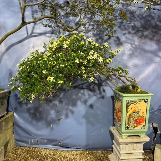 盆景造型海岛栀子花鸡老桩意境精品盆景栀子花盆栽桅子花飘枝