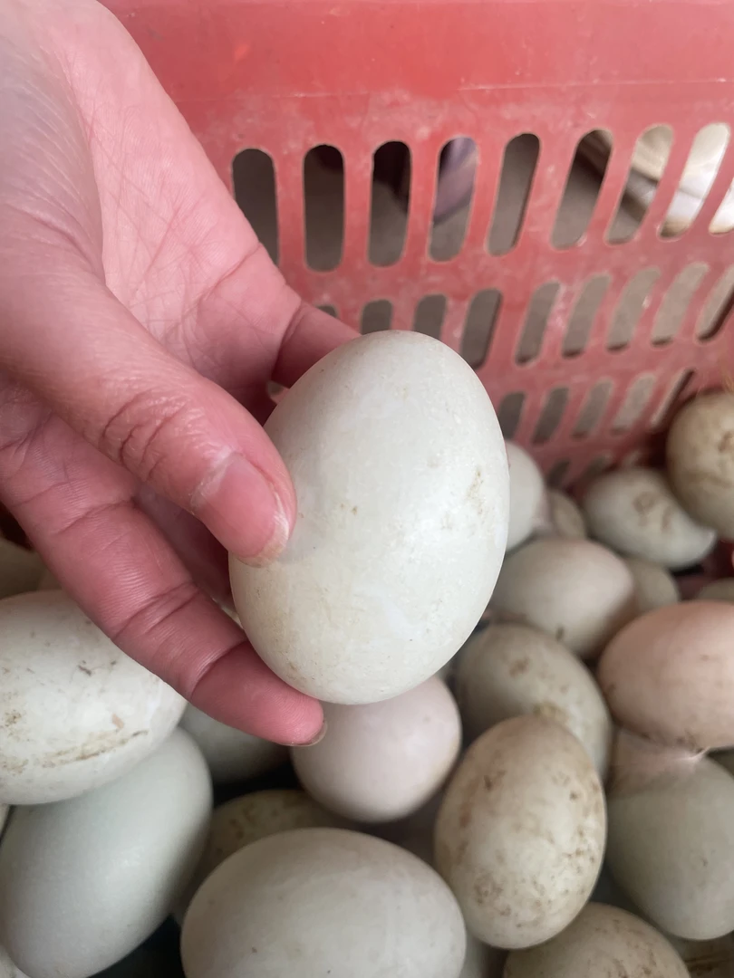 四川本地散养土麻鸭鲜蛋30个装