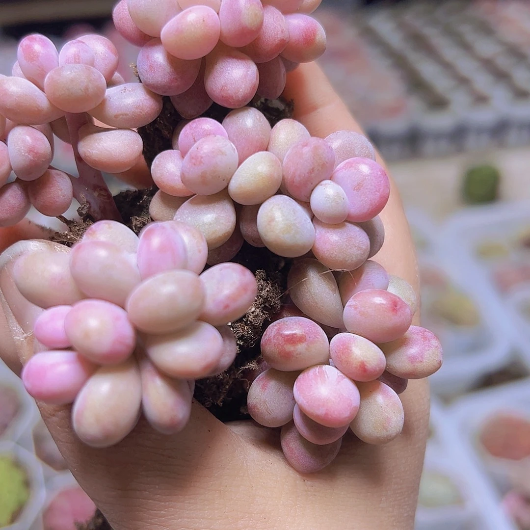 双头桃蛋5个19包邮